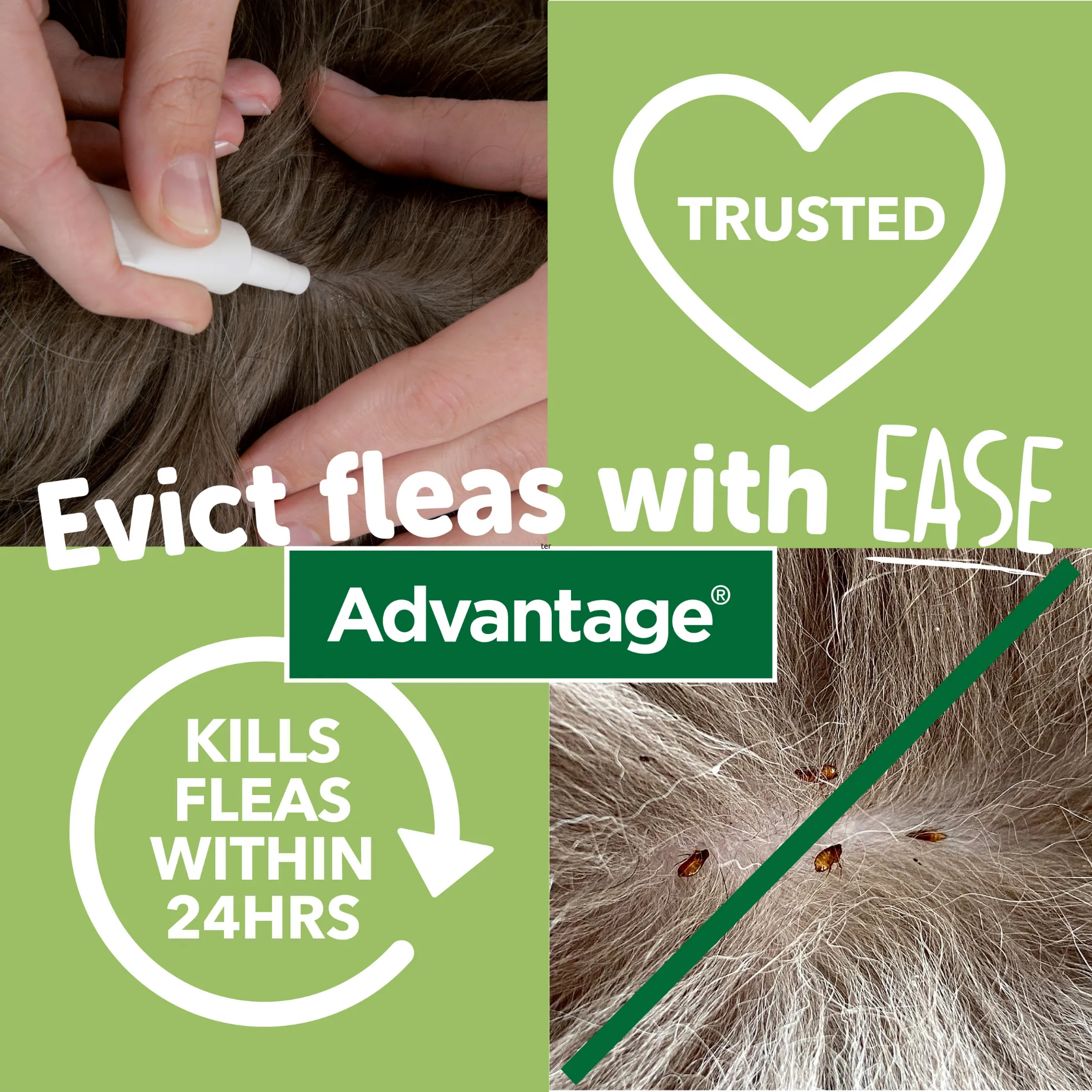 Advantage 100, 4 Week Spot-On Flea Treatment For Small Dogs - 4-10kg - 4 Pipettes