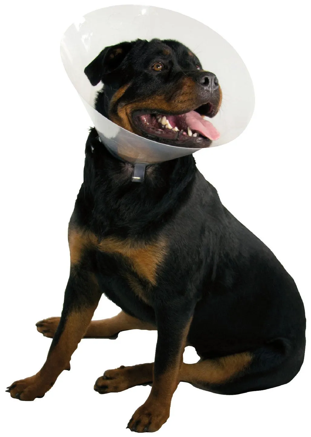 KONG Quickfit Dog and Cat Collar