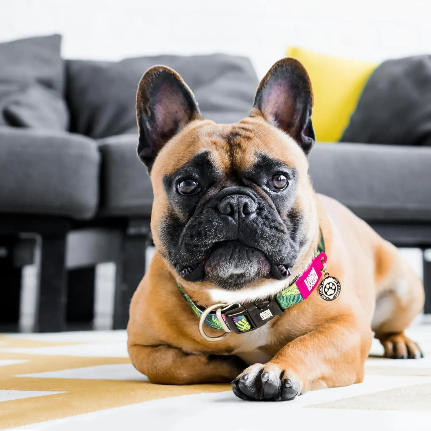 Max & Molly Smart ID Dog Collar with Gotcha! QR Safety Tag and Custom Pet Profile, Soft Padded Neoprene, Waterproof, Tropical, Large (15-25")