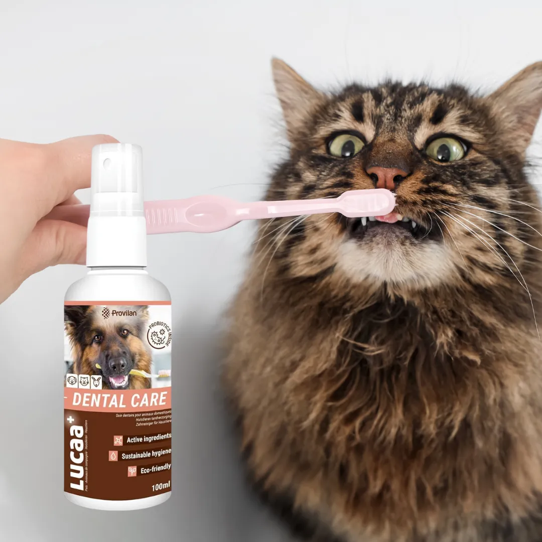 Probiotic Pet Dental Care | Provilan Lucaa 