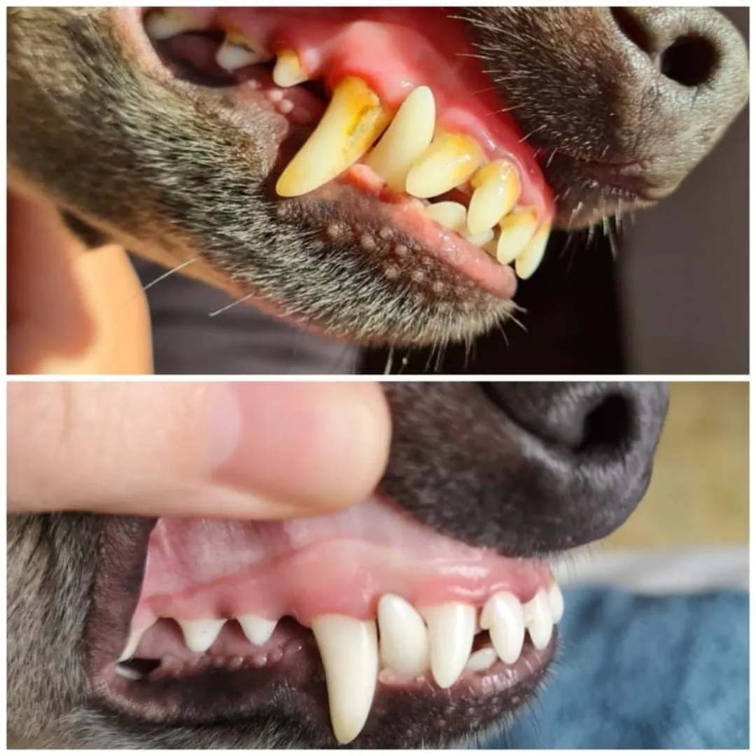 Probiotic Pet Dental Care | Provilan Lucaa 